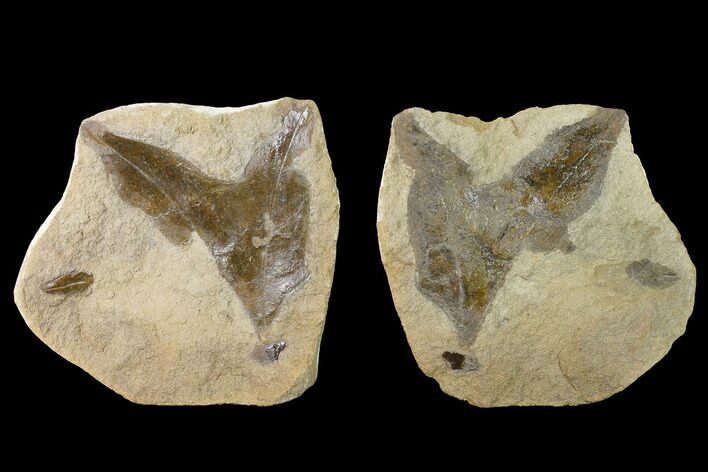 Cretaceous Fossil Leaf in Sandstone (Pos/Neg) - Kansas #143487